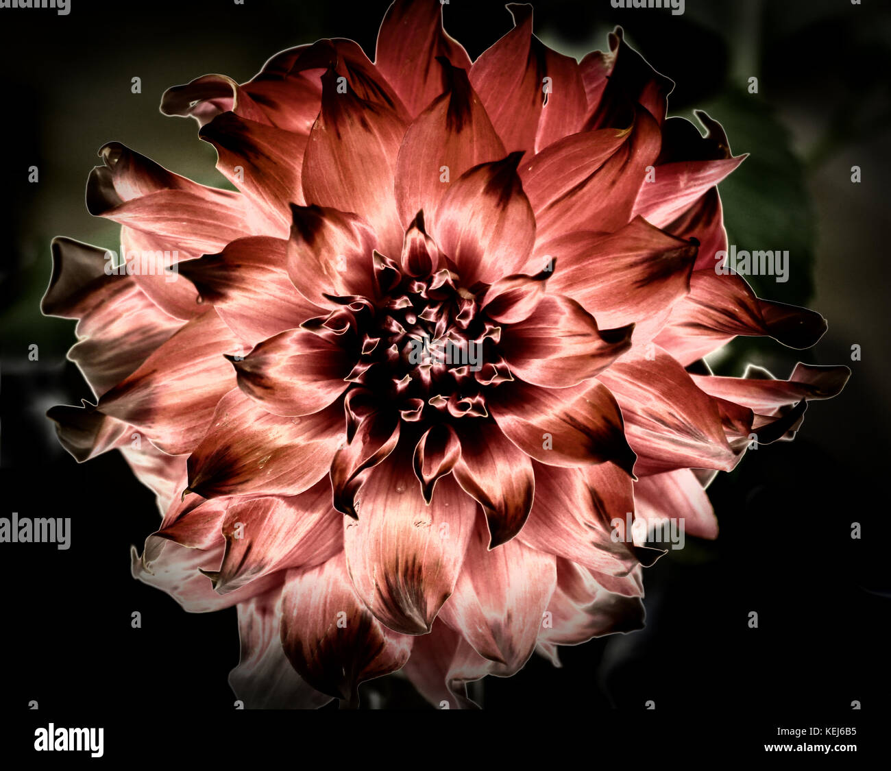 Dahlias come in a wide variety of colors, shapes and sizes, but they are always spectacular Stock Photo