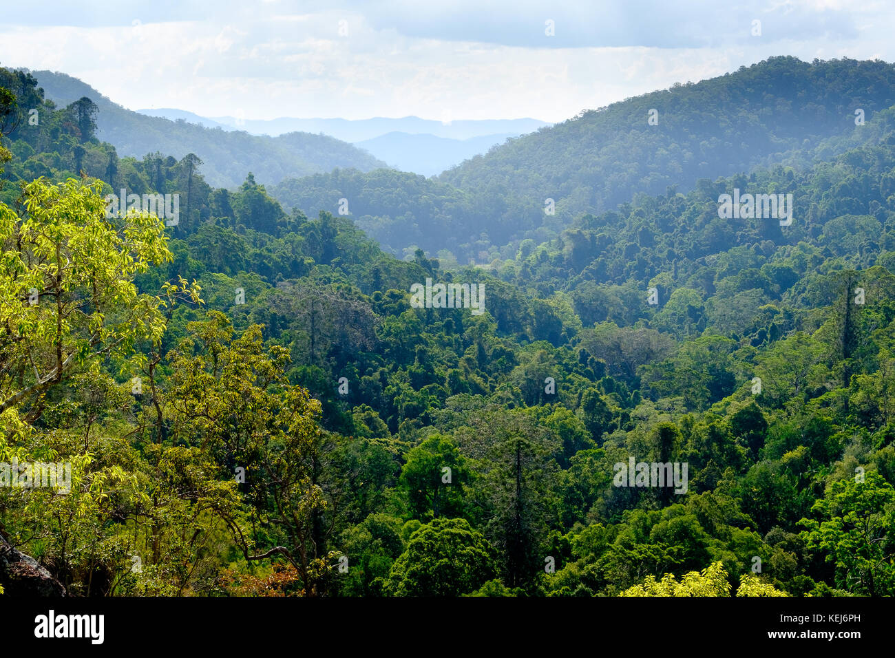 Valley and rainforest forest canopy in the Blackall Range, Kondalilla National Park, Queensland, Australia Stock Photo