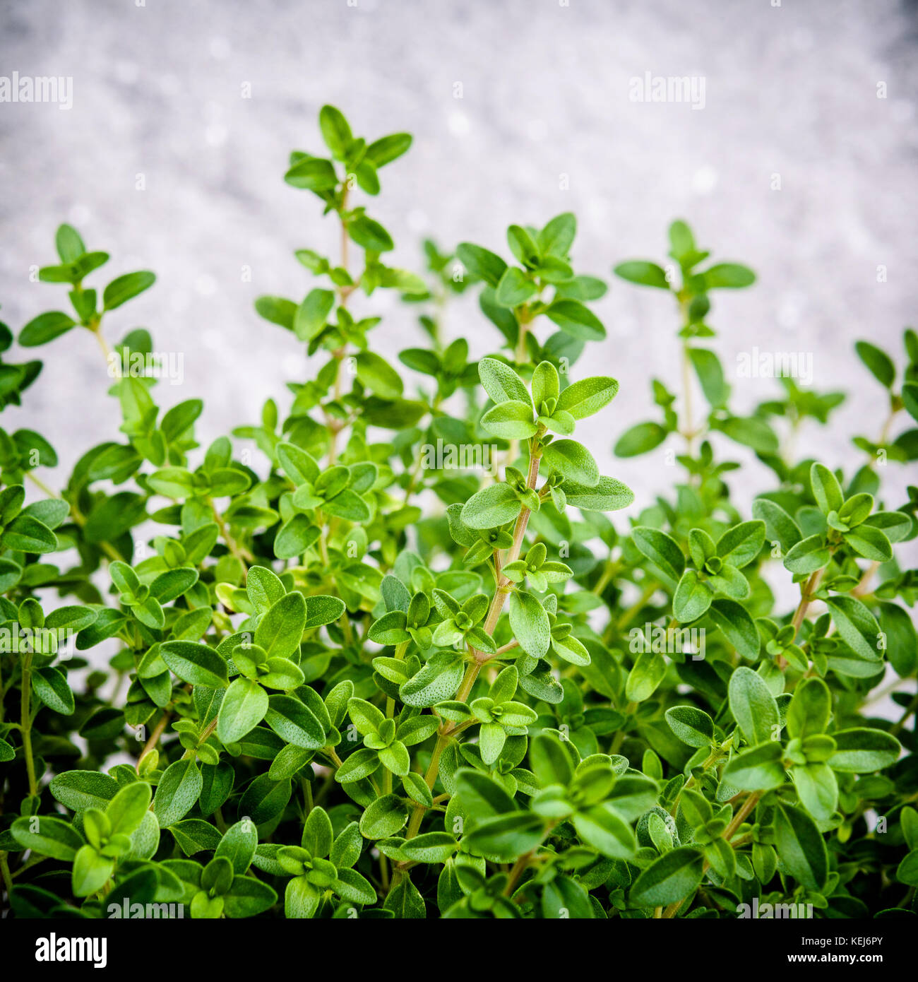 Closeup lemon thyme leaves from the herb garden. Thymus citriodorus