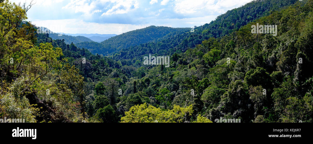 Valley and rainforest forest canopy in the Blackall Range, Kondalilla National Park, Queensland, Australia Stock Photo