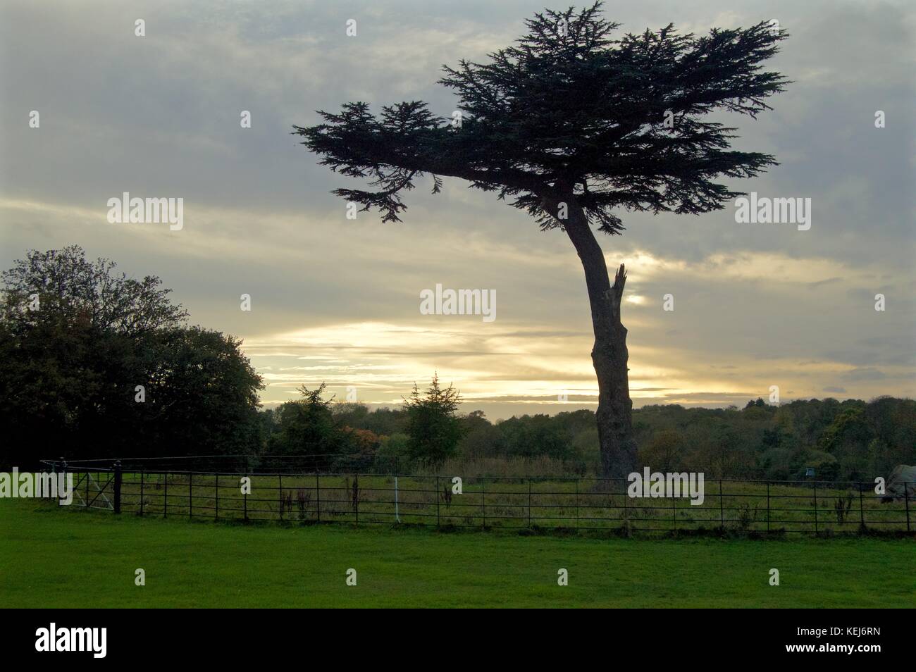 Protected Cedar tree, Cassiobury Park, Watford Stock Photo Alamy