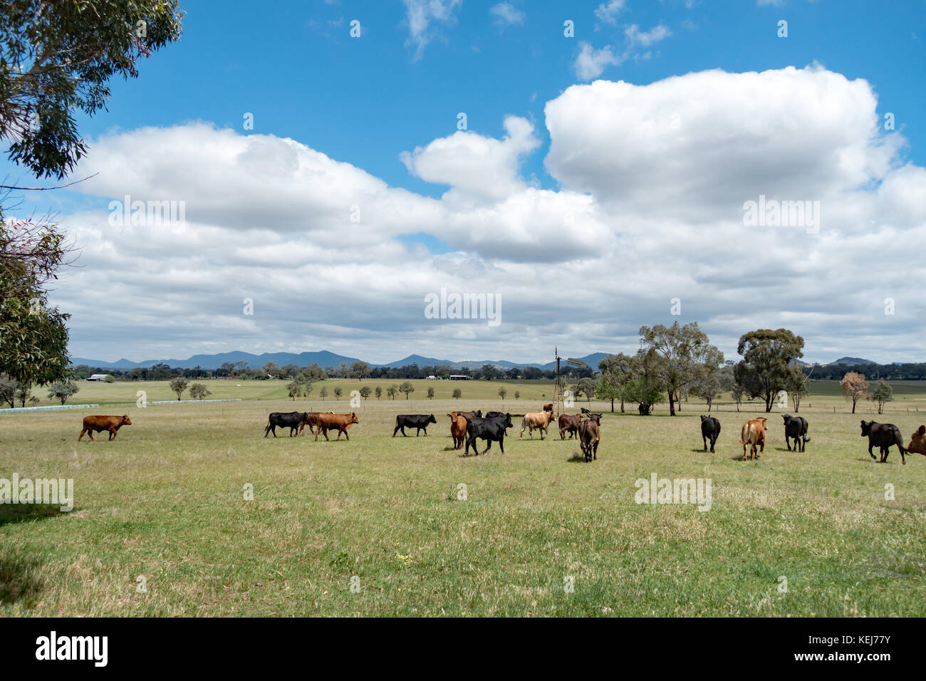 Cattle farm australia hires stock photography and images Alamy