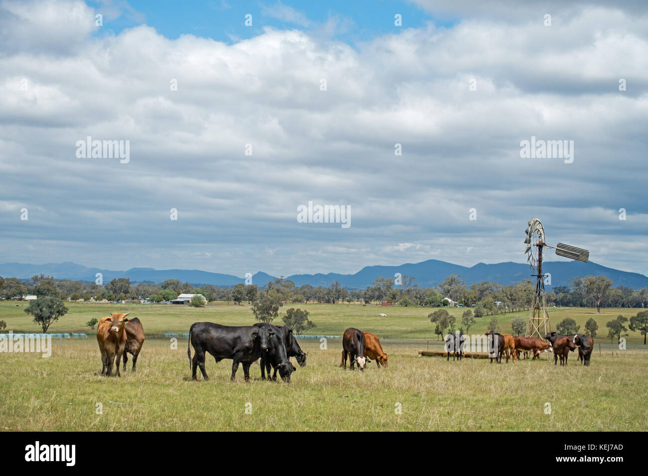 A herd of mixed breed beef steers grazing on a farm at Tamworth Australia. Stock Photo