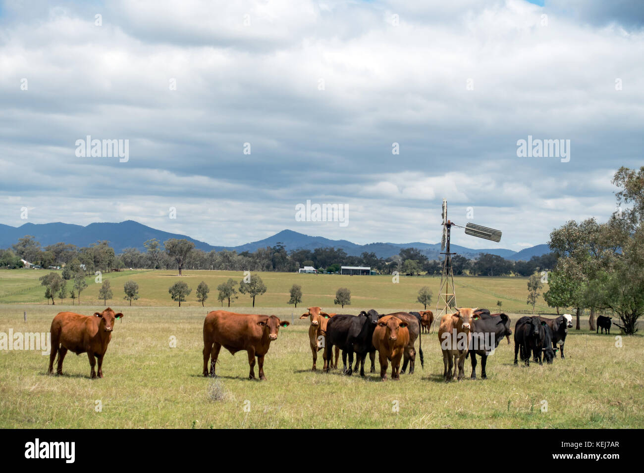 A herd of mixed breed beef cattle on a farm at Tamworth Australia. Stock Photo