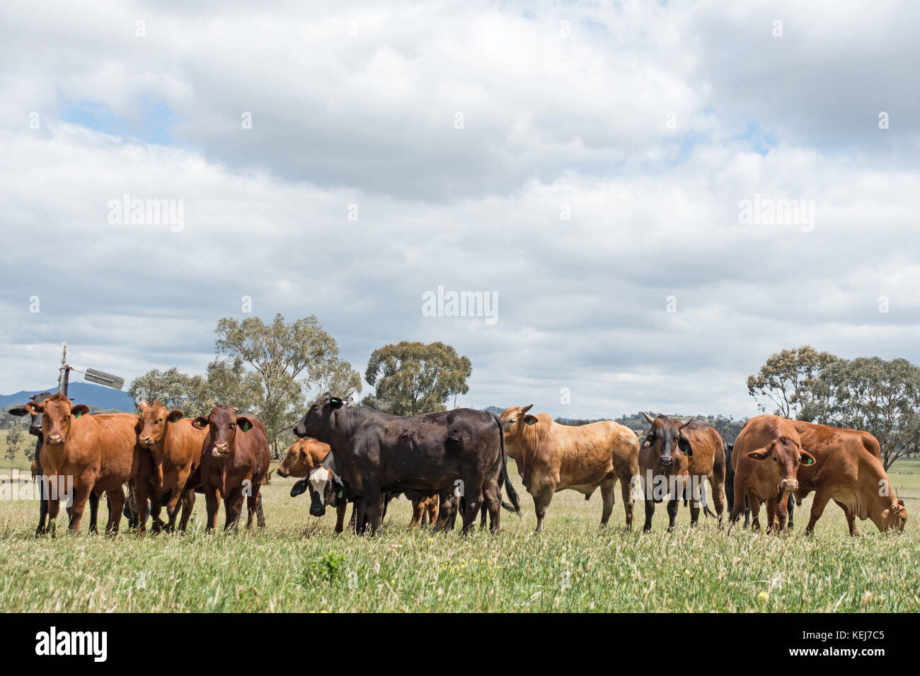 A herd of mixed breed beef cattle on a farm at Tamworth Australia. Stock Photo