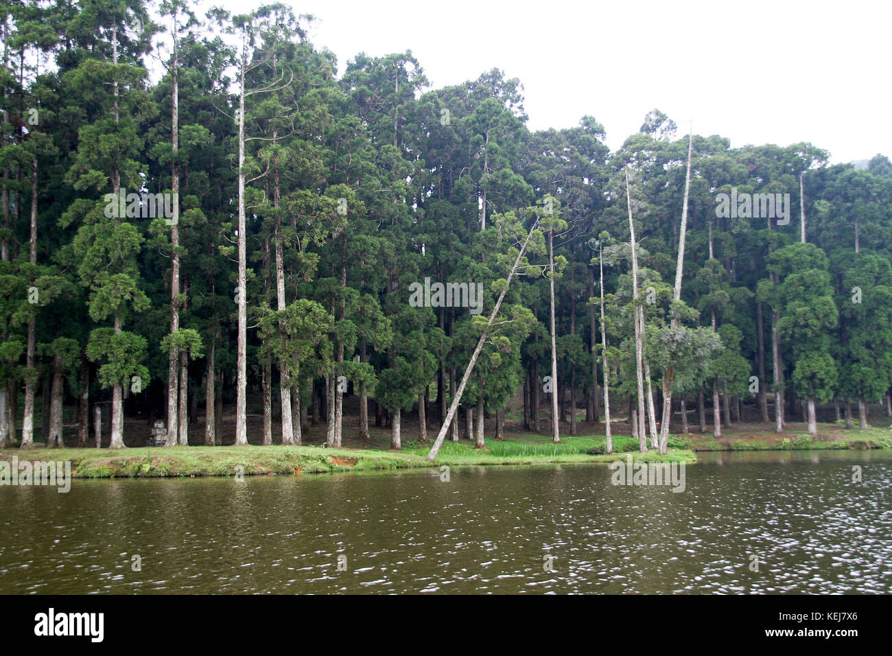 Slim trees with green foliage standing tall on bank of river Stock Photo
