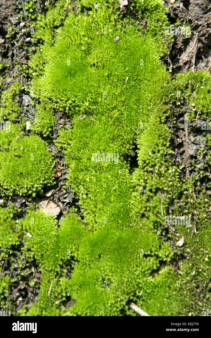 Cryptogamous plant hires stock photography and images Alamy