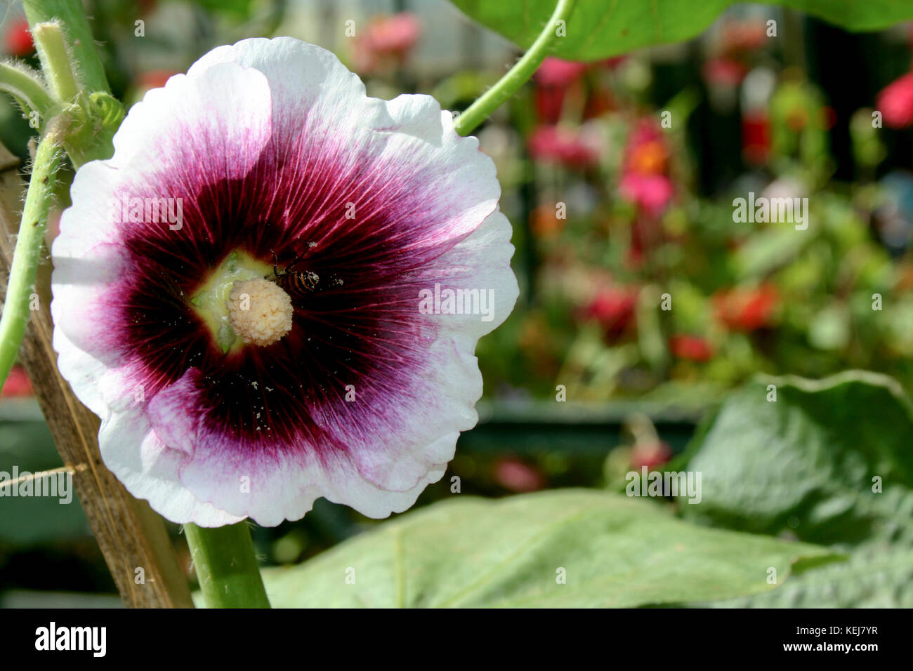 Hibiscus flower with violet cone, white rim and white stylus Stock Photo -  Alamy