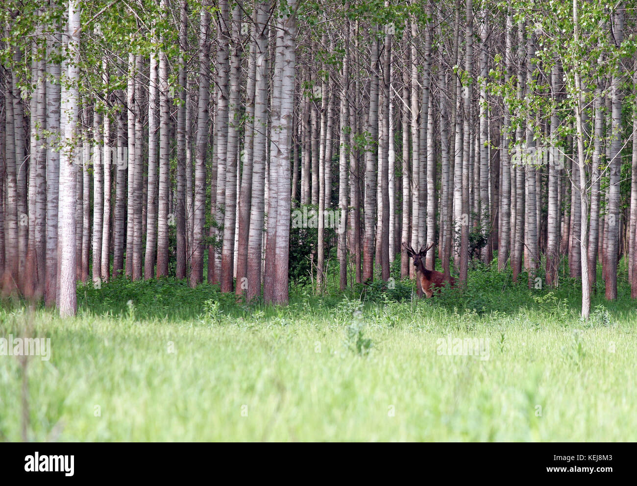 deer standing in forest wildlife Stock Photo