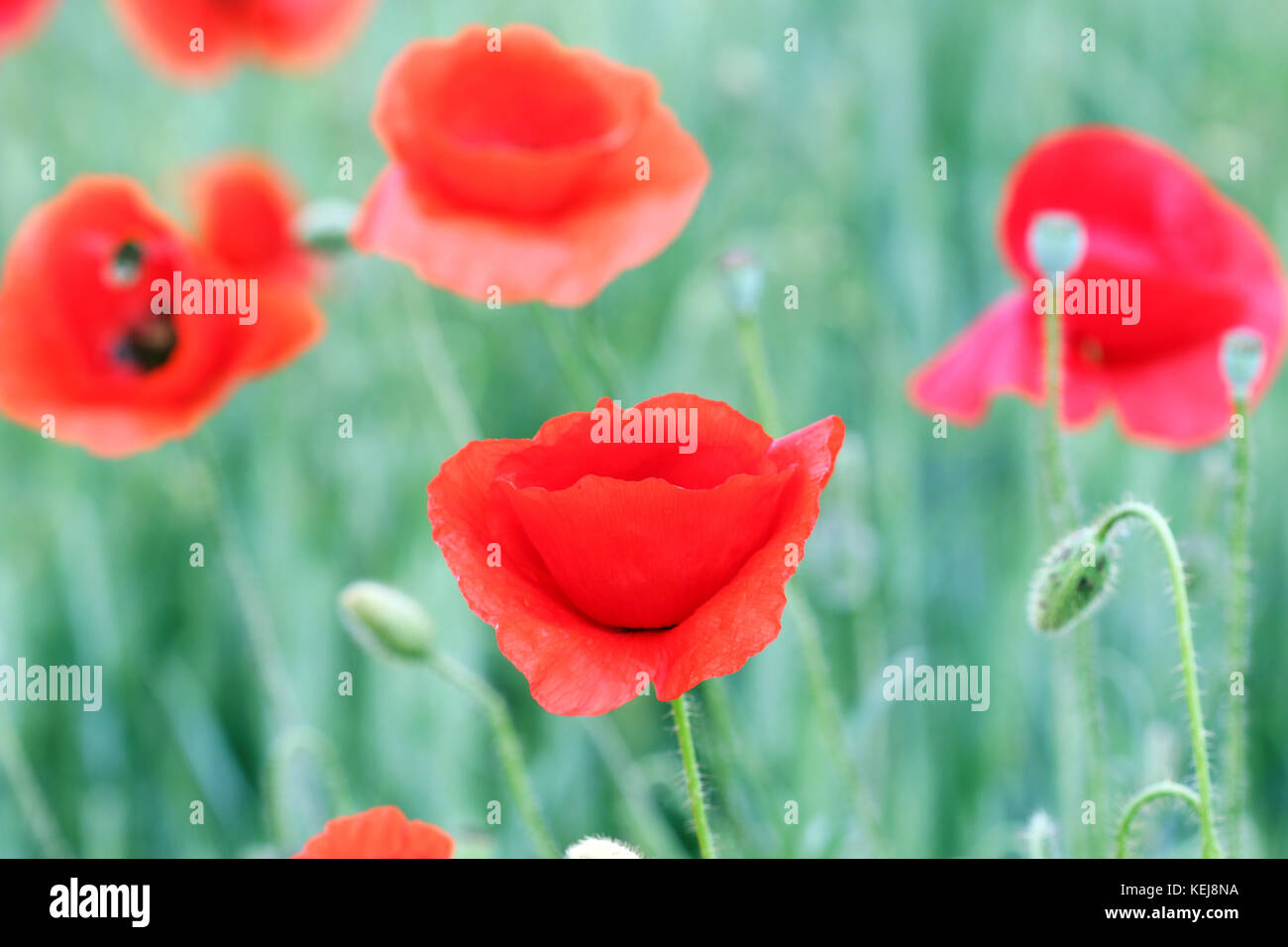 poppies flowers field spring season Stock Photo Alamy