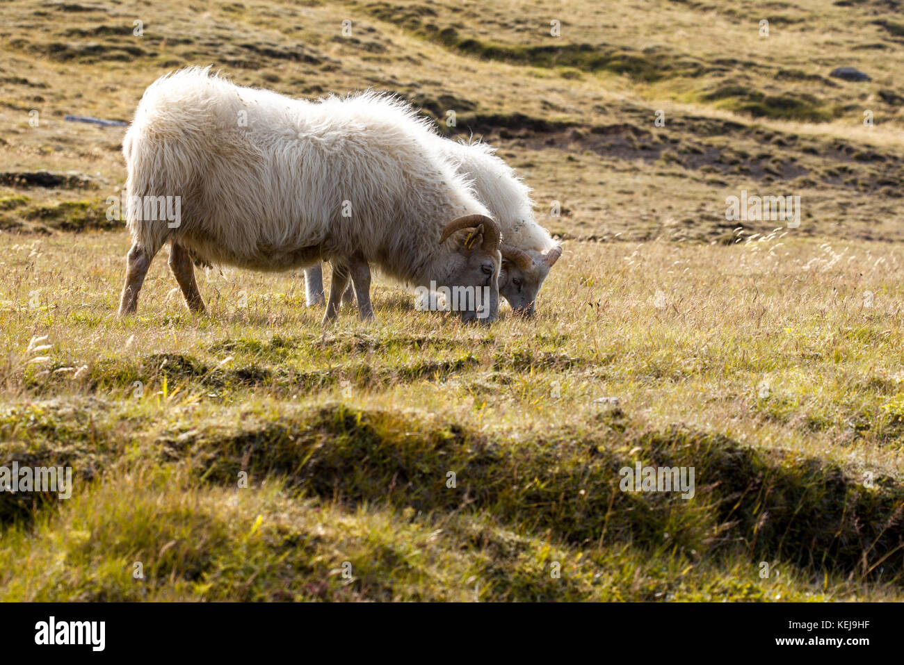 Two sheep grazing in a meadow. The wild nature of Iceland Stock Photo ...