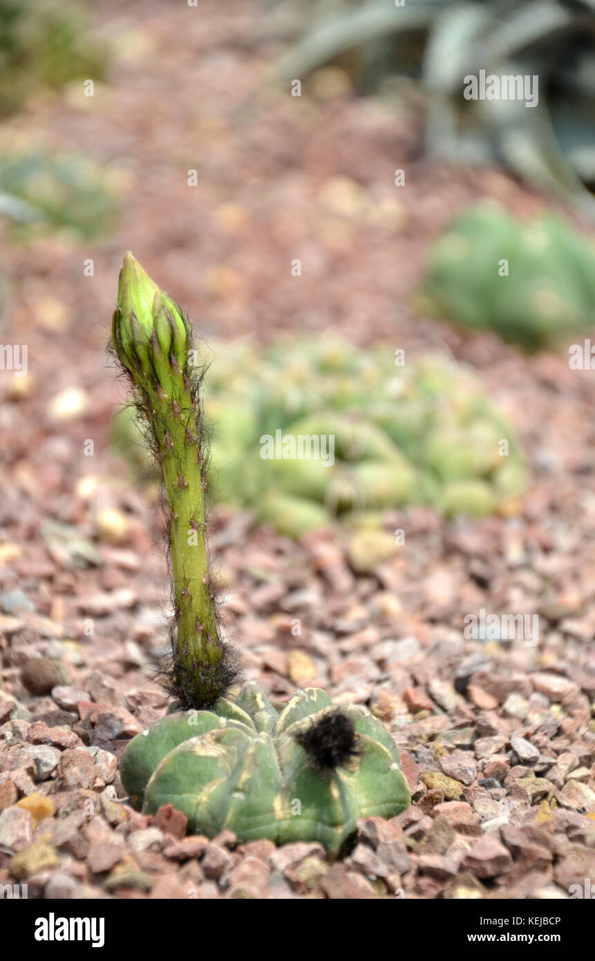 Budding Gymnocalycium cactus flower in the garden Stock Photo Alamy