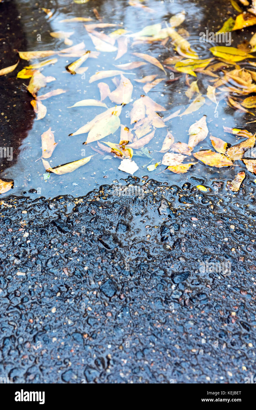 wet asphalt pavement and rain puddle with autumn yellow fallen leaves ...