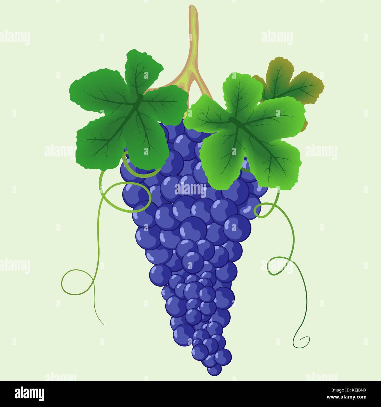 Green grapes bunch leaves Stock Vector Images - Alamy