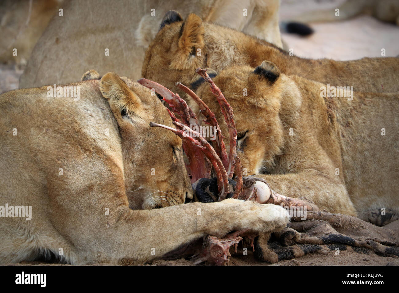 Pack of South African lions eating at a killed zebra in the Kruger National Park, South Africa Stock Photo