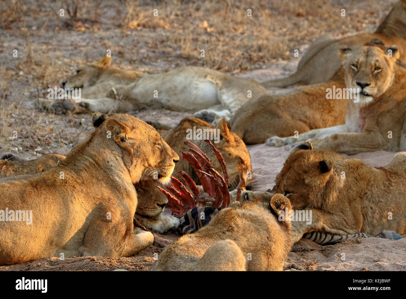 Pack of South African lions eating at a killed zebra in the Kruger National Park, South Africa Stock Photo