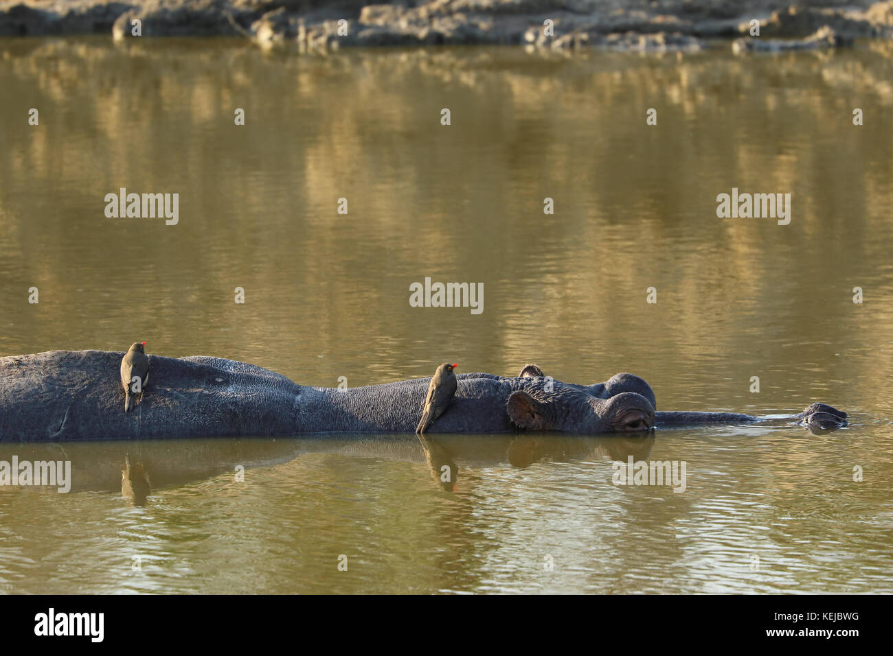 Hippopotamus with turtles on the back swimming in Sabie River, Kruger National Park, South Africa Stock Photo