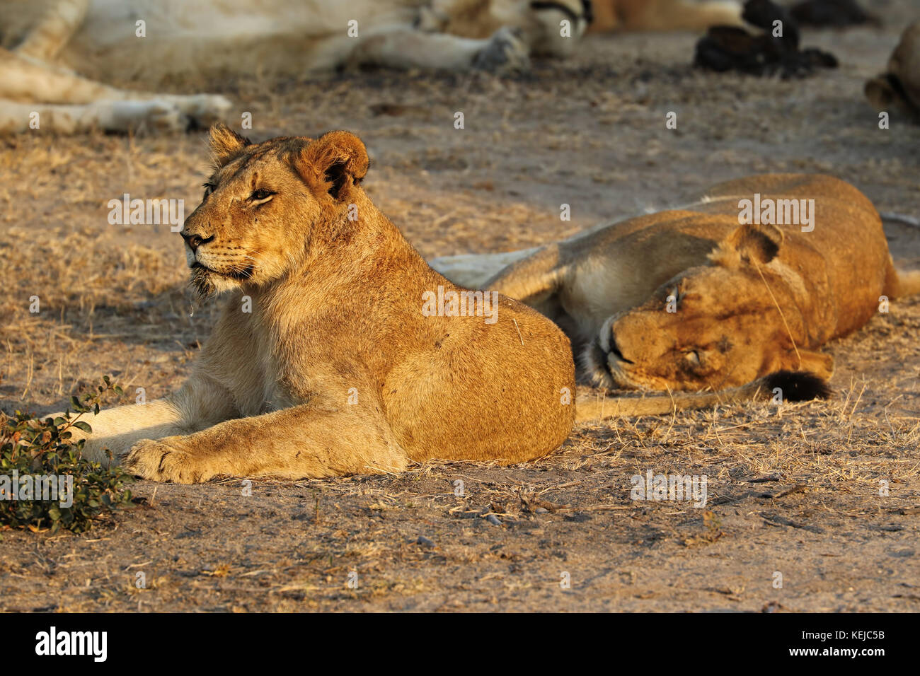 Close up of lion in the Kruger National Park, South Africa Stock Photo