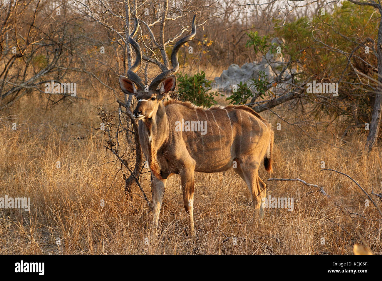 Kudu Antelope in Kruger National Park, South Africa Stock Photo