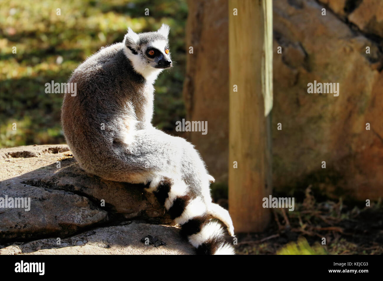 Ring-tailed lemur (lemur catta), South Africa Stock Photo