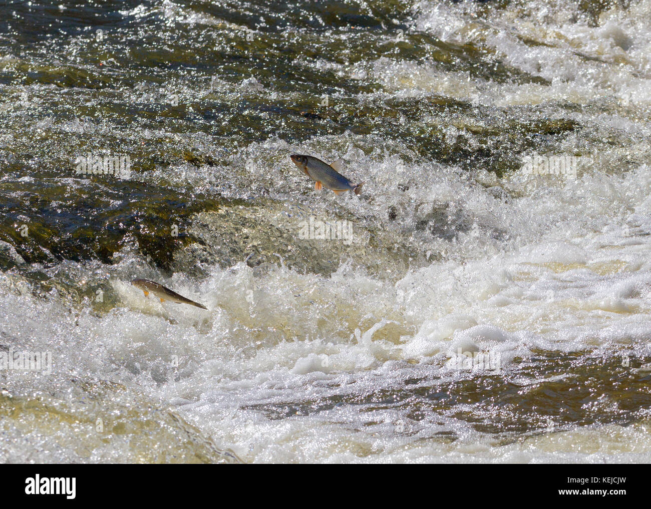 Fish jumping up in waterfall and going upstream for spawning. Stock Photo