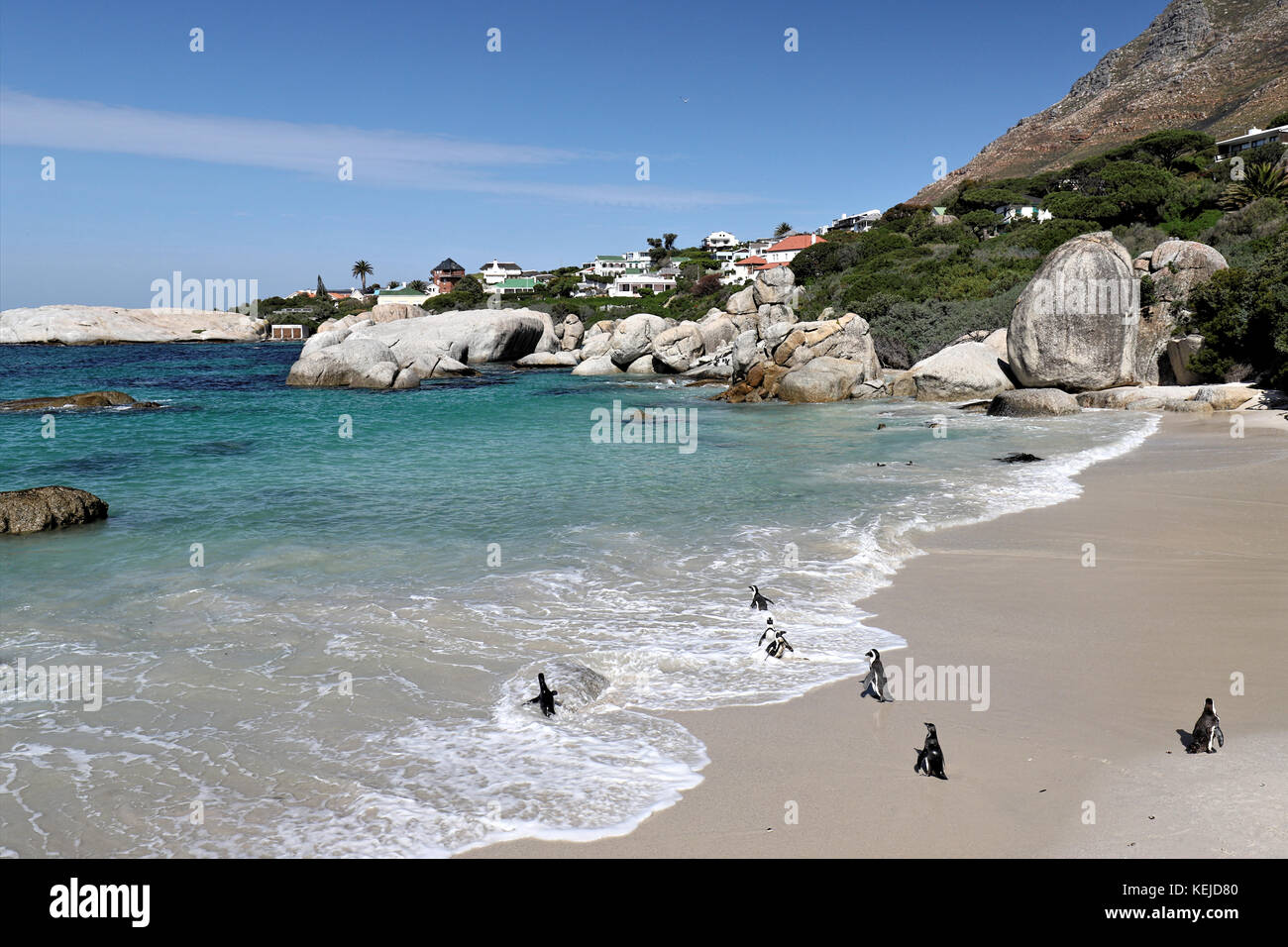 Penguins colony on Boulders Beach, Simon's Town near Cape Town, South Africa. Stock Photo
