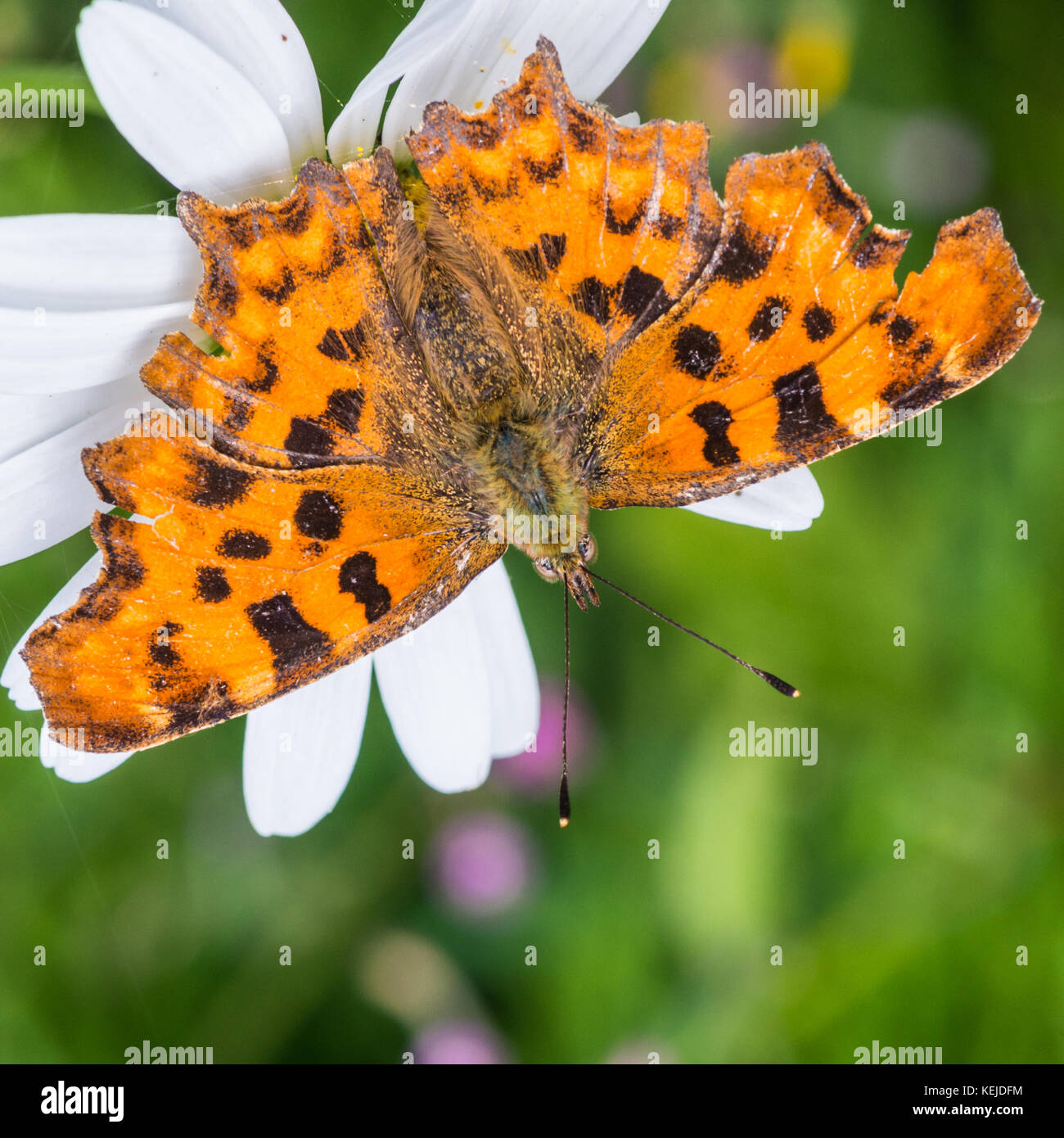 A macro shot of a comma butterfly sitting on an ox eye daisy. Stock Photo