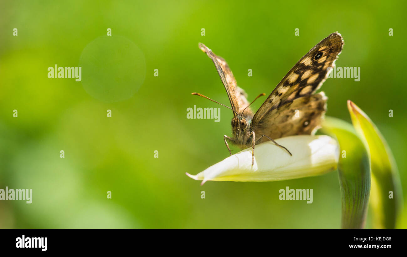 A speckled wood butterfly rests on an acidanthera flower bud. Stock Photo