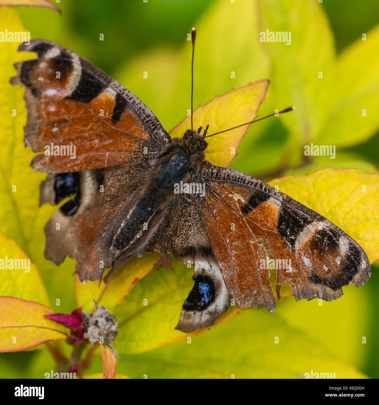 A macro shot of a peacock butterfly Stock Photo - Alamy