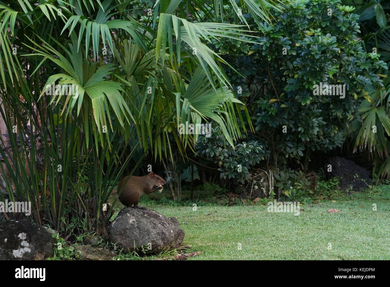 Agouti sitting under palm tree in a city park eating vegetation Stock ...