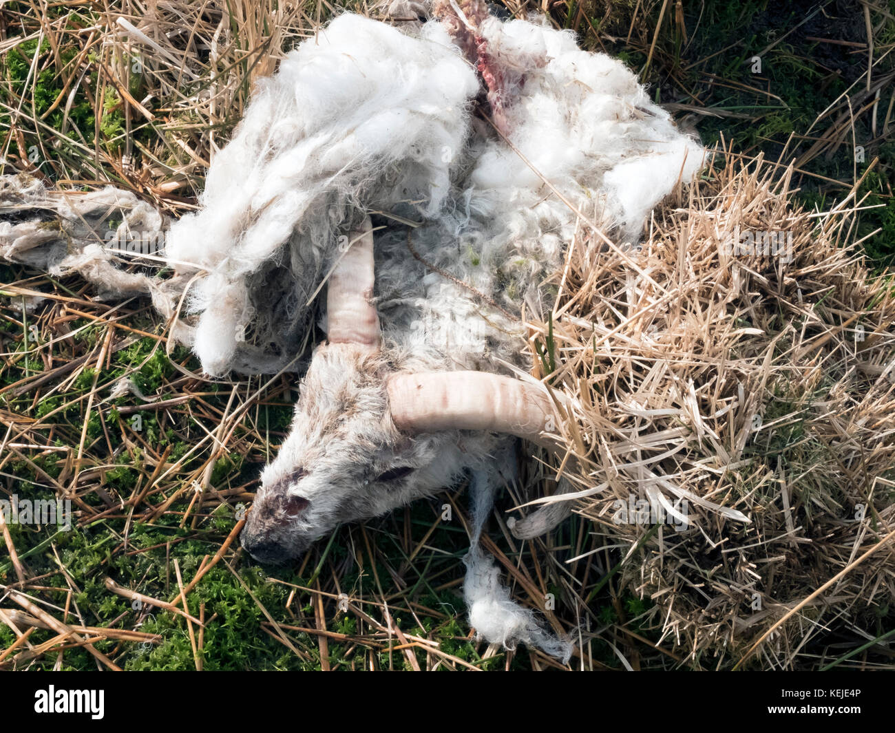 dead sheep - harsh winters Stock Photo