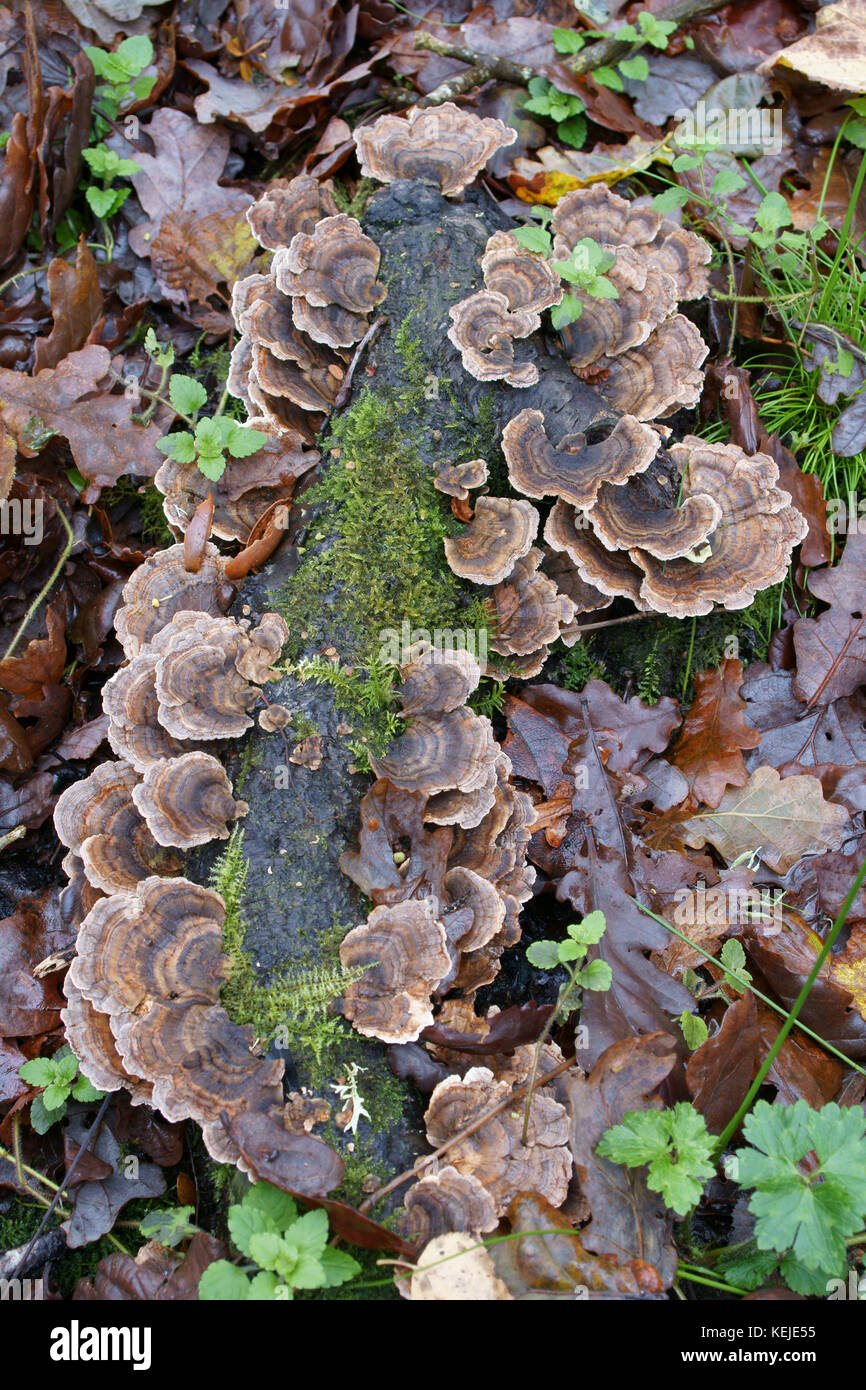 Coriolus versicolor hi-res stock photography and images - Alamy
