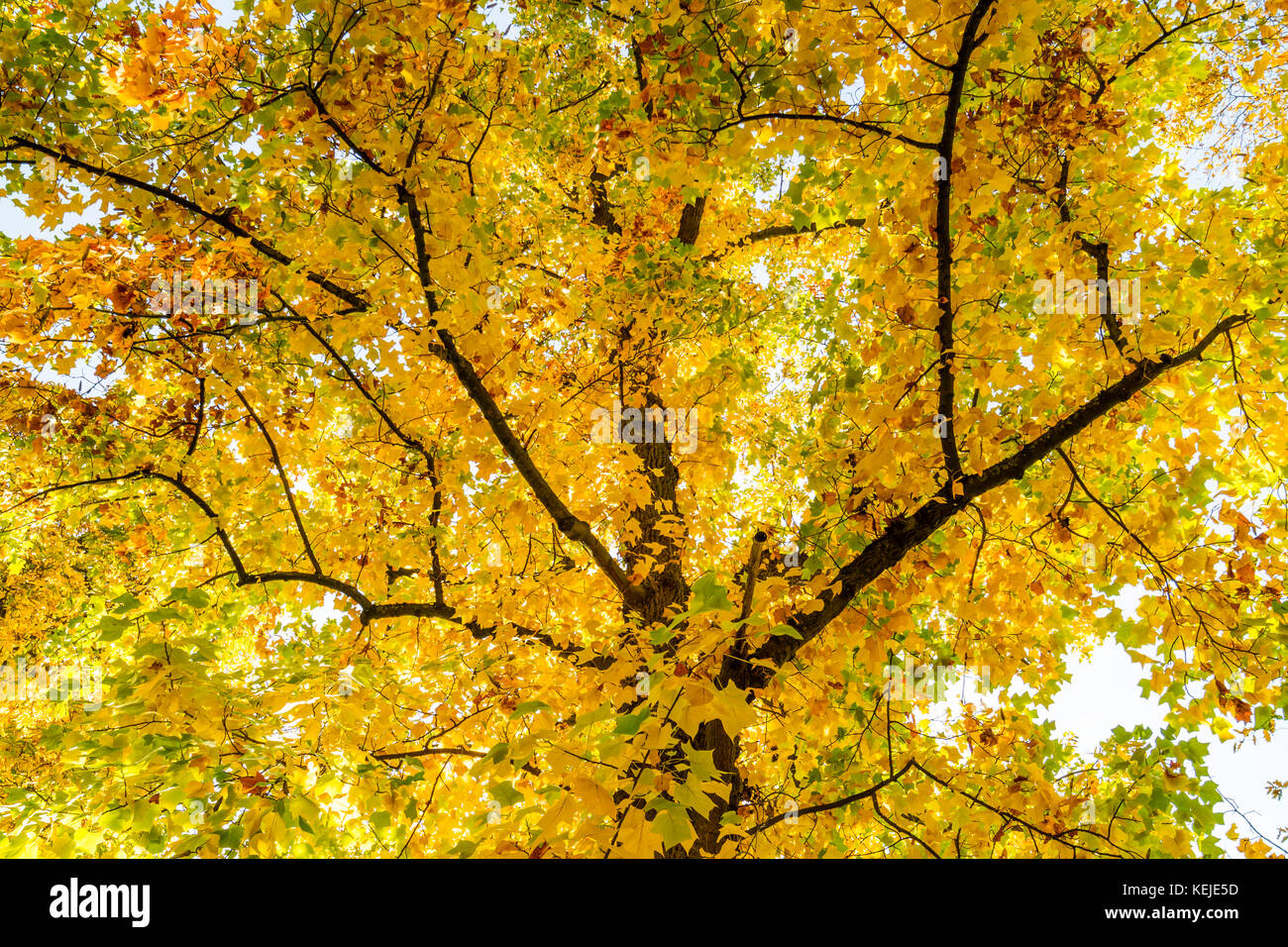 autumnal maple tree Stock Photo
