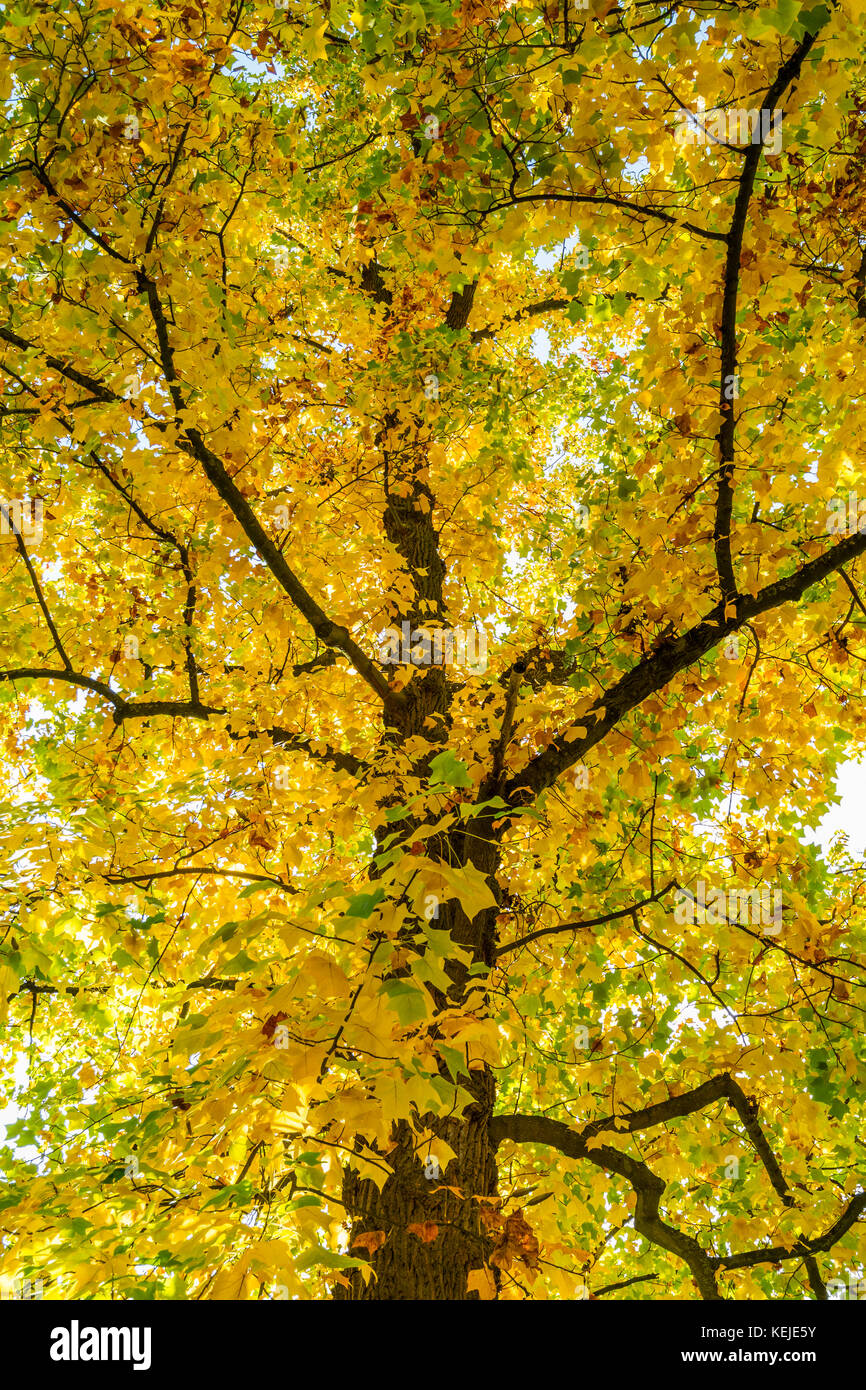 autumnal maple tree Stock Photo