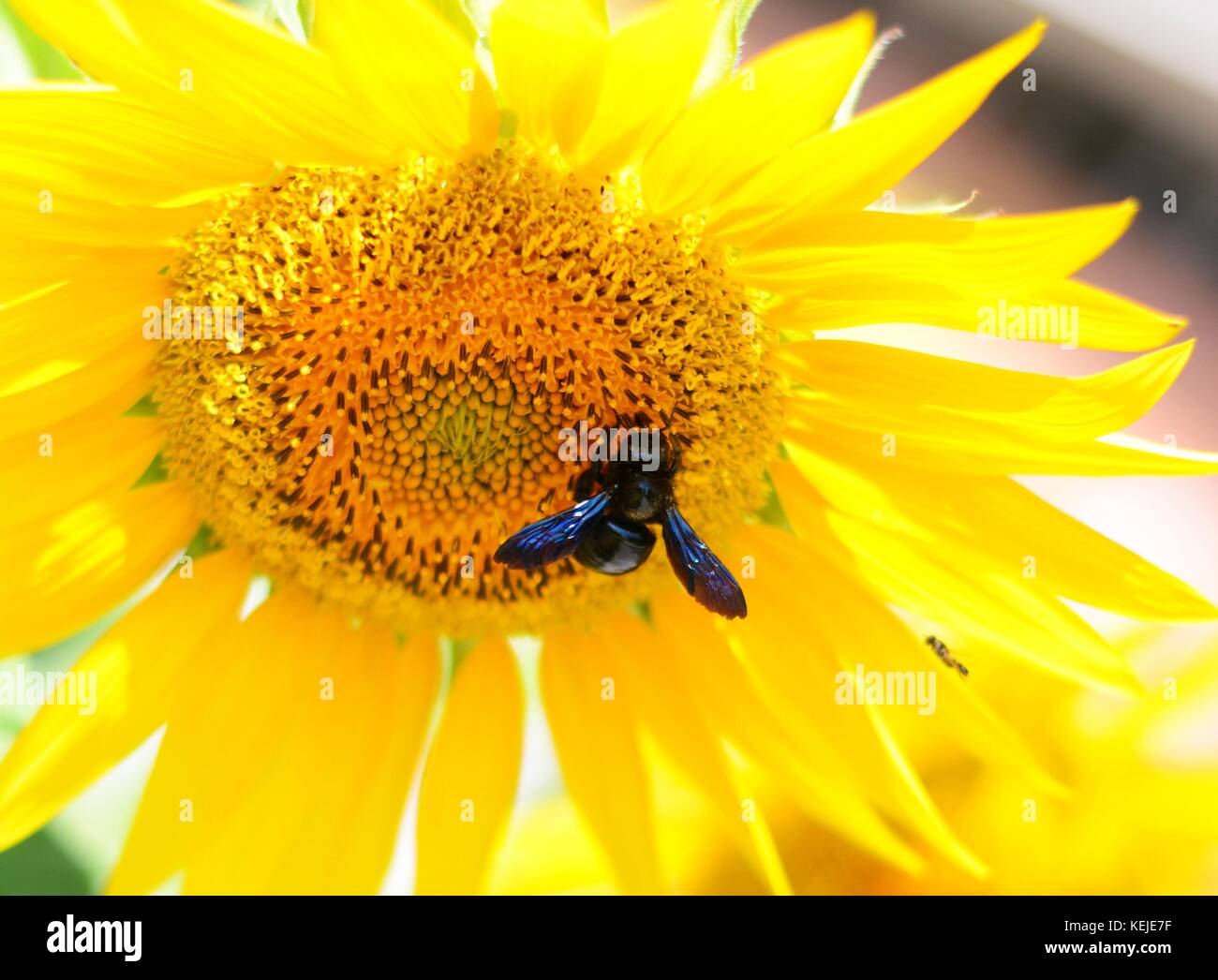 Carpenter Bee on a Sunflower Stock Photo