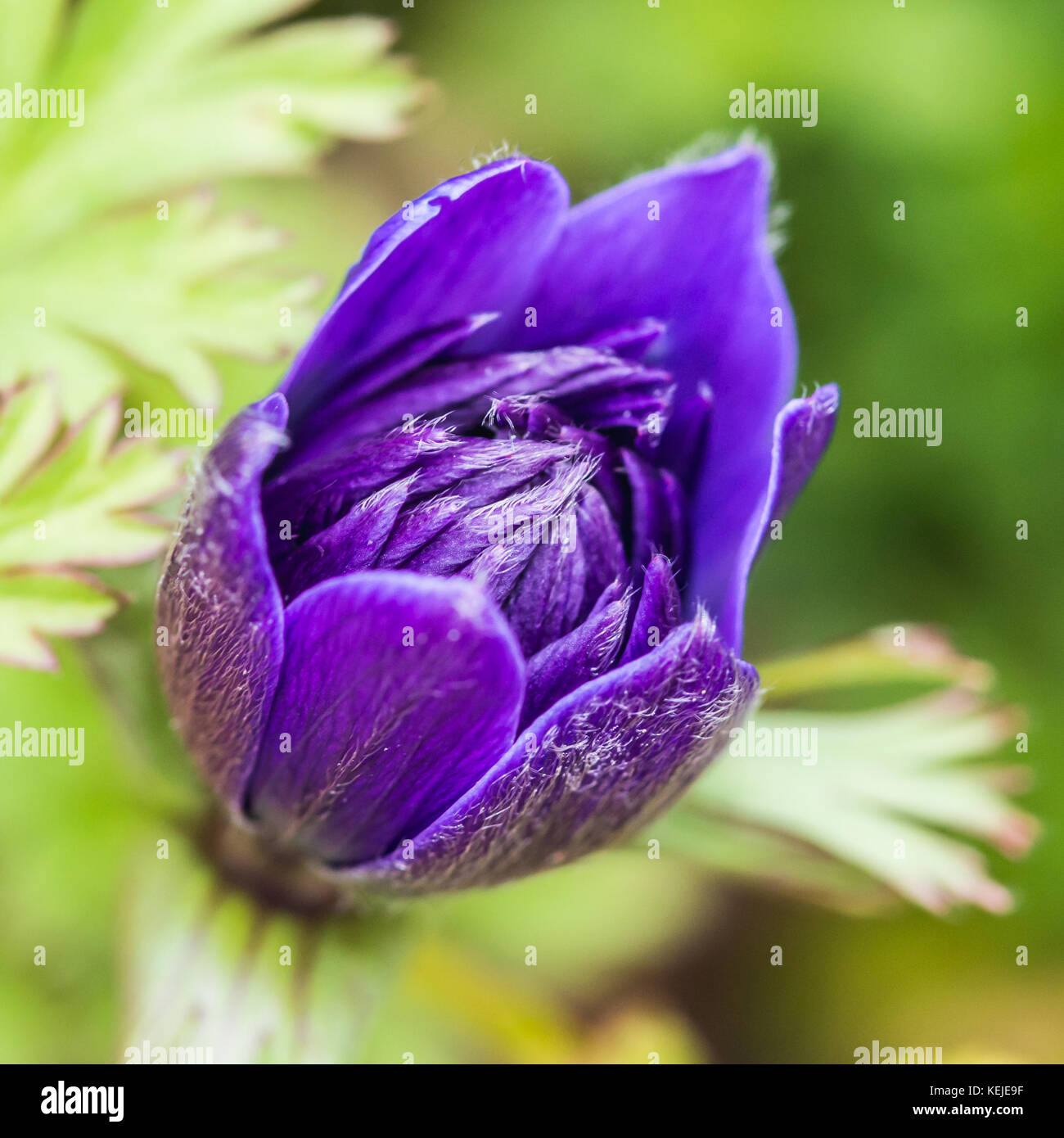 A macro shot of a purple anemone flower bud. Stock Photo