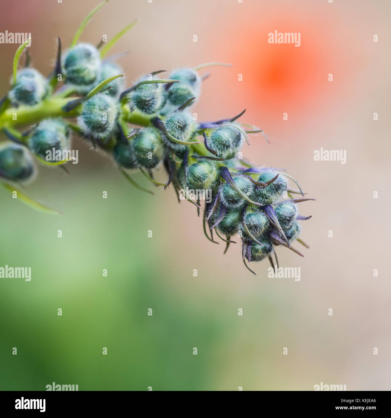 Delphinium flower buds hi-res stock photography and images - Alamy