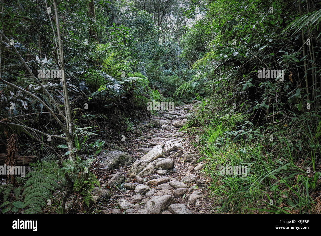 A hiking trail at Jubilee Creek, a picnic spot in the Knysna Forest near Knysna, South Africa Stock Photo