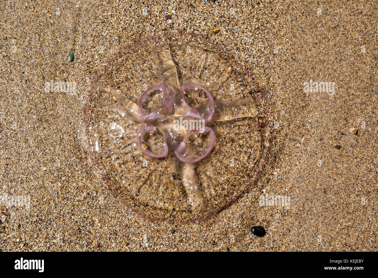 washed up jellyfish on a sandy beach Stock Photo