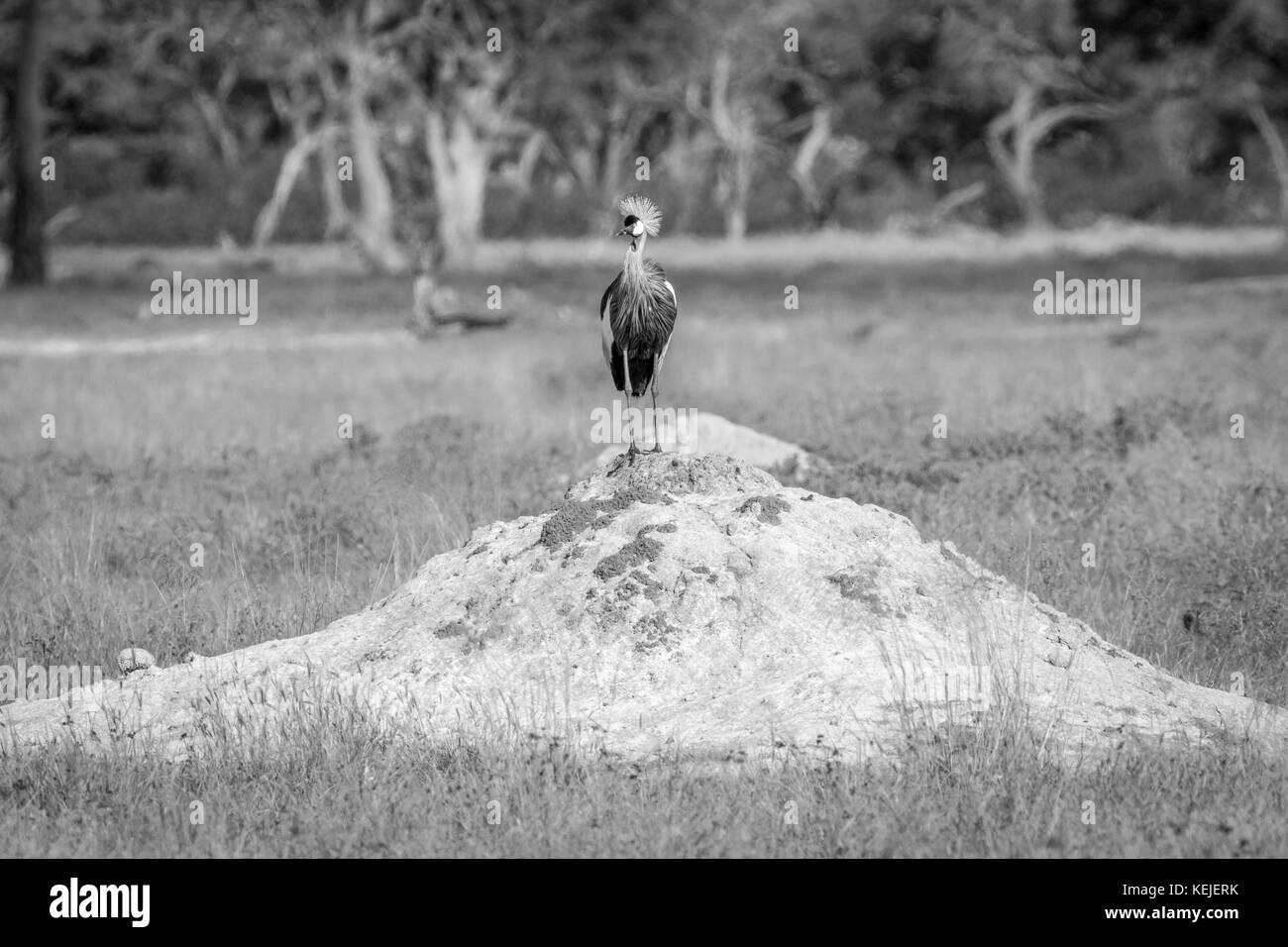 Grey crowned crane standing on a Termite mount in black and white in the Hwange National Park, Zimbabwe. Stock Photo