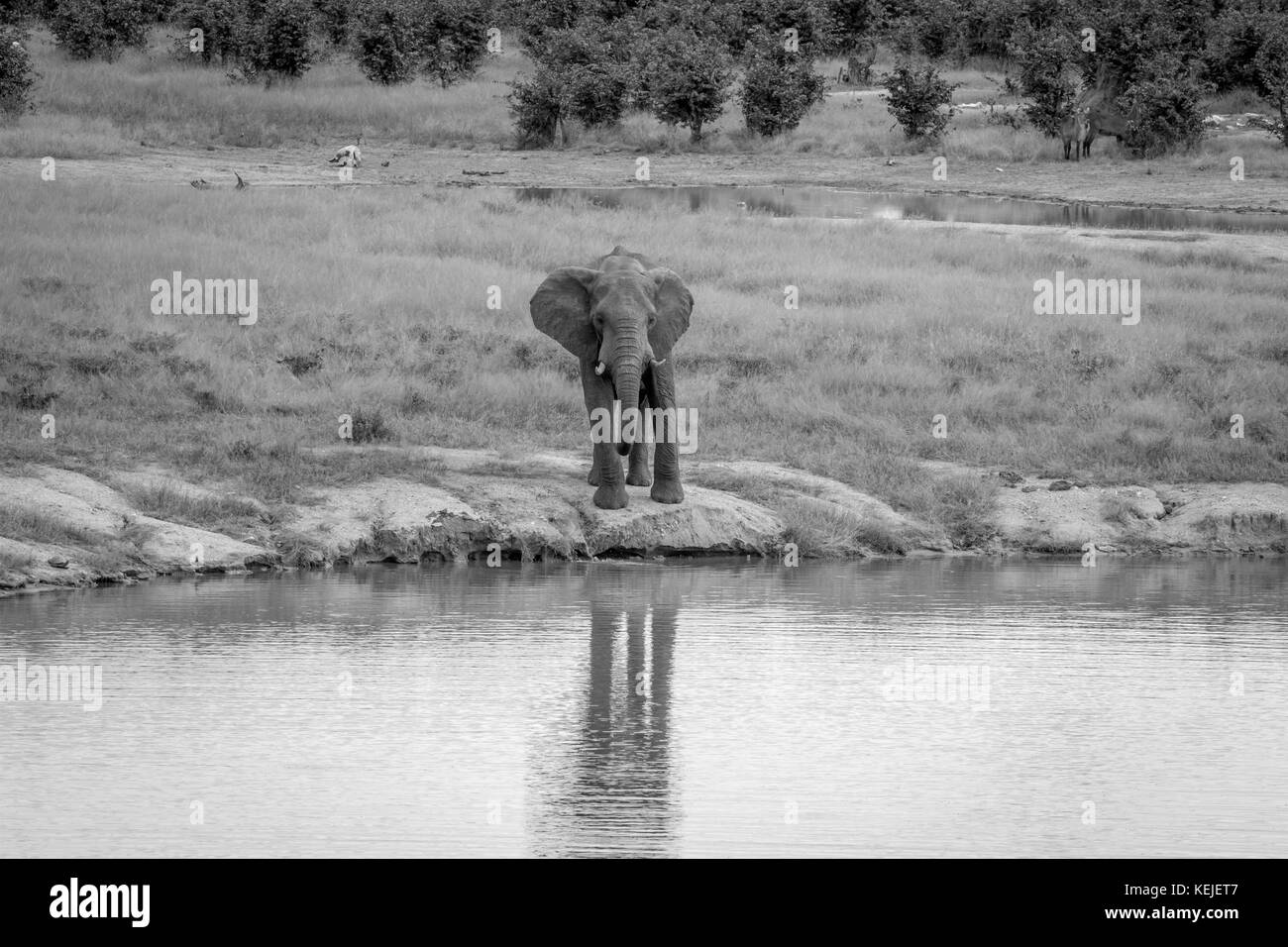 Elephant bull at a waterhole in black and white in the Hwange National Park, Zimbawbe. Stock Photo