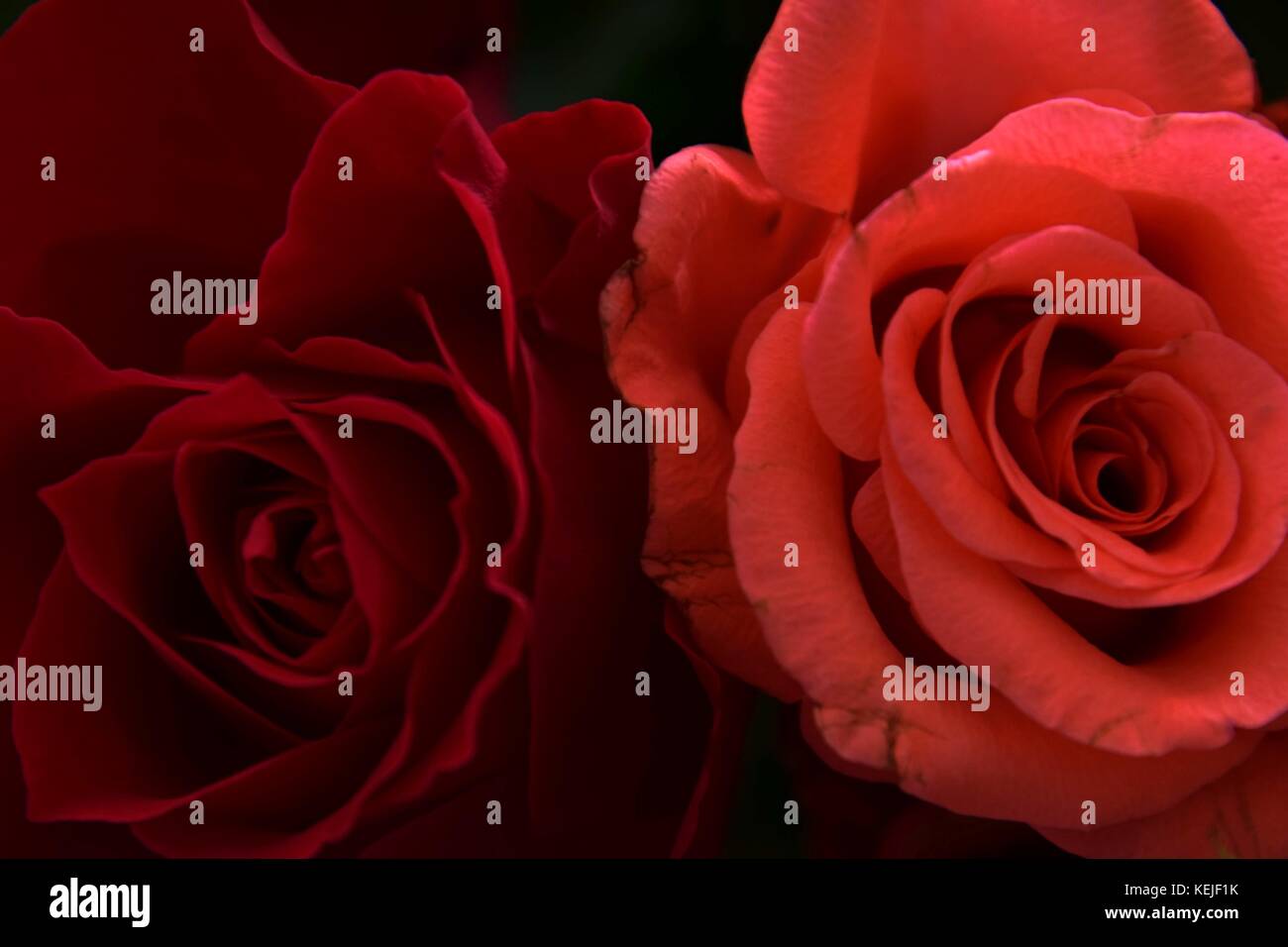 close up of a rose, Abstract red roses with green Background Stock ...