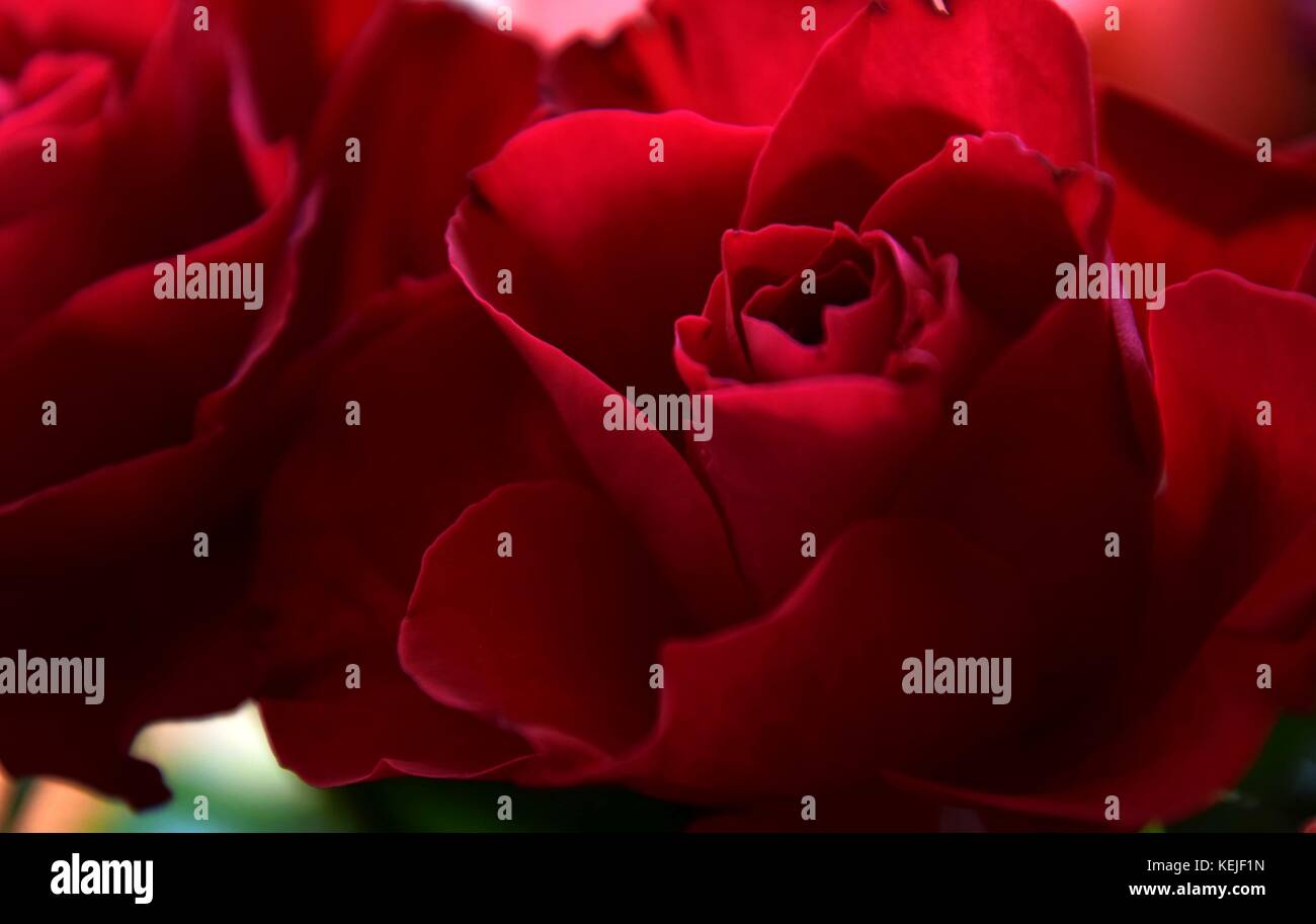 close up of a rose, Abstract red roses with green Background Stock ...