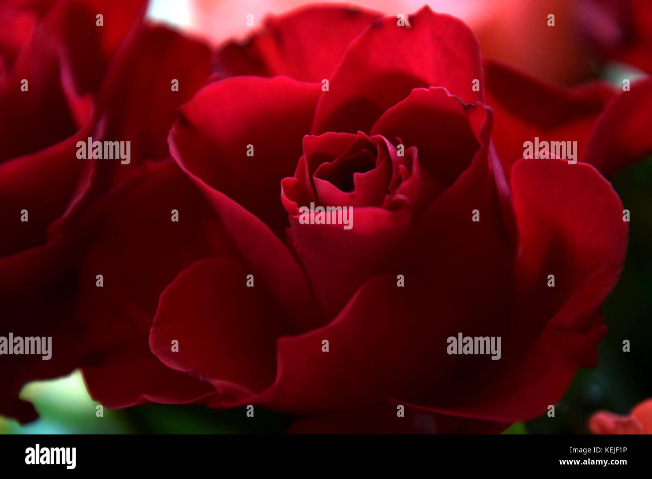 close up of a rose, Abstract red roses with green Background Stock ...