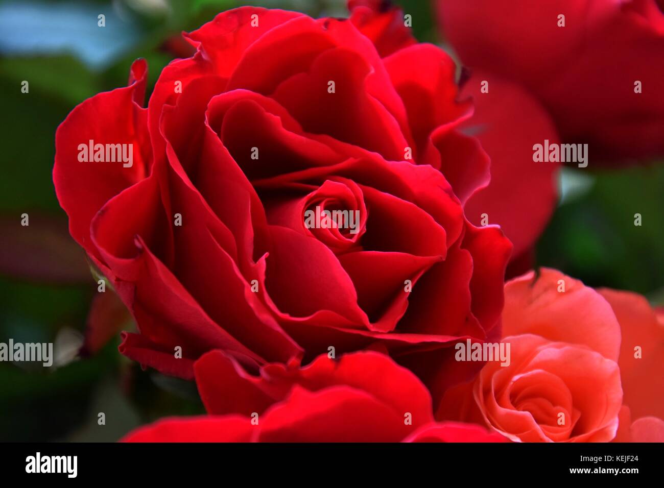 close up of a rose, Abstract red roses with green Background Stock ...