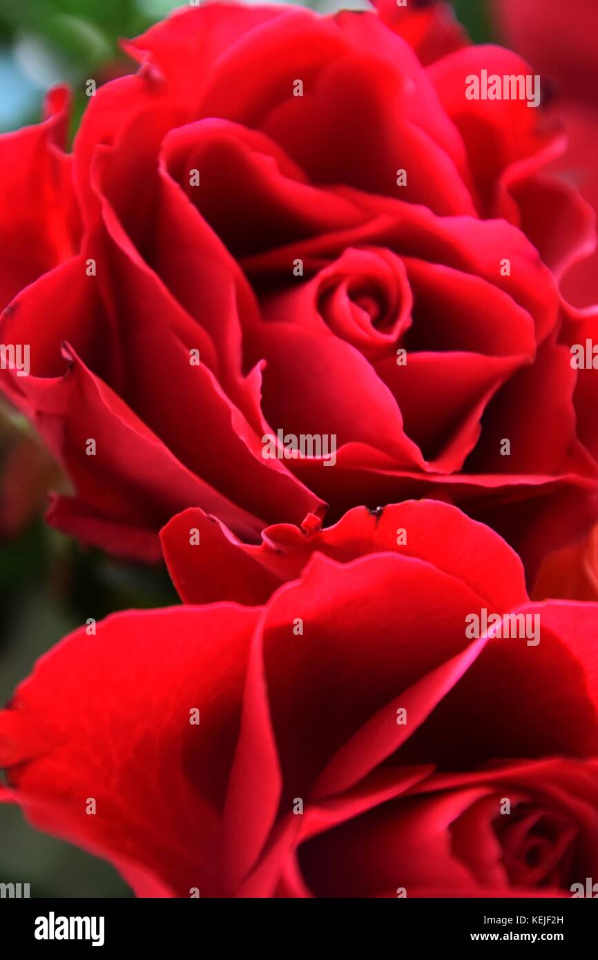 Hoa hồng là một trong những loài hoa được yêu thích nhất trên thế giới với vẻ đẹp tinh tế và hương thơm nồng nàn. Hãy ngắm nhìn hình ảnh của những bông hoa hồng đầy cuốn hút và lãng mạn này!