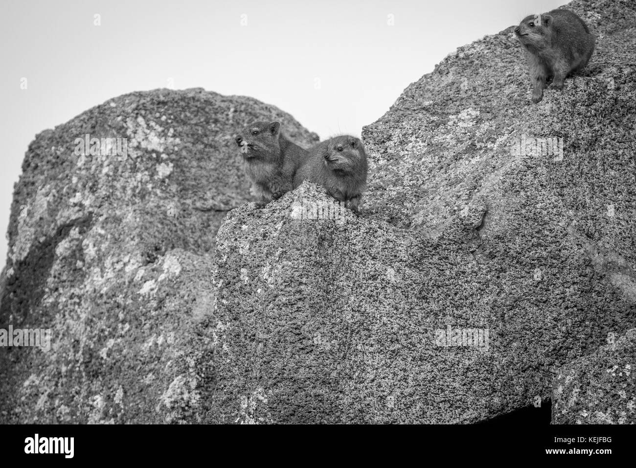 Rock hyrax sitting on rocks in black and white in the Pilanesberg National Park, South Africa. Stock Photo