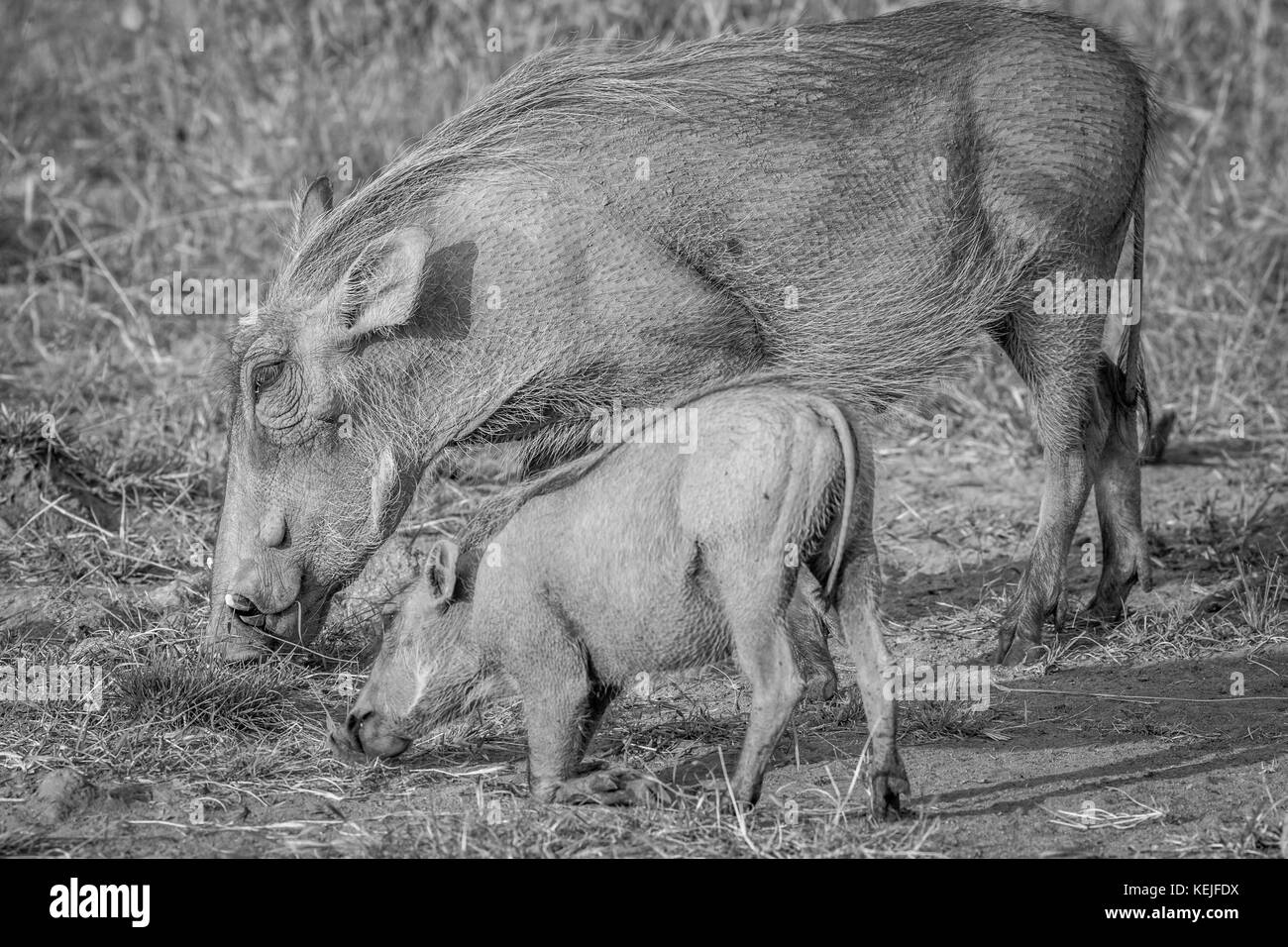 Mother and baby Warthog eating grass in black and white in the Pilanesberg National Park, South Africa. Stock Photo