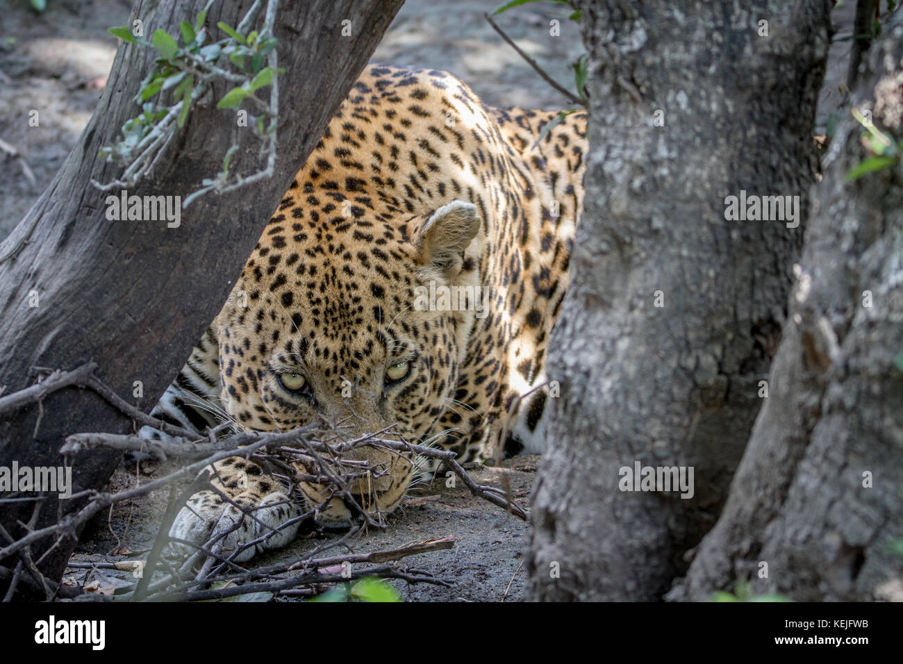 Big male Leopard hiding behind a tree in the Kruger National Park ...