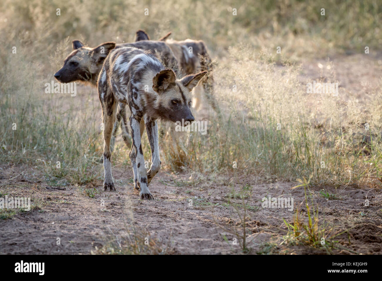African wild dog looking down at something in the Kruger National Park ...